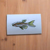 Mystery Nano Fish Stickers 5 pack