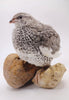 Hens Choice Special hatching eggs