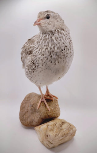 The Fee  Collection Hatching Eggs