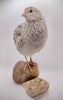 Shades of Gray Collection Hatching Eggs