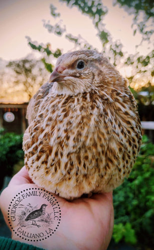 Hens Choice Special hatching eggs
