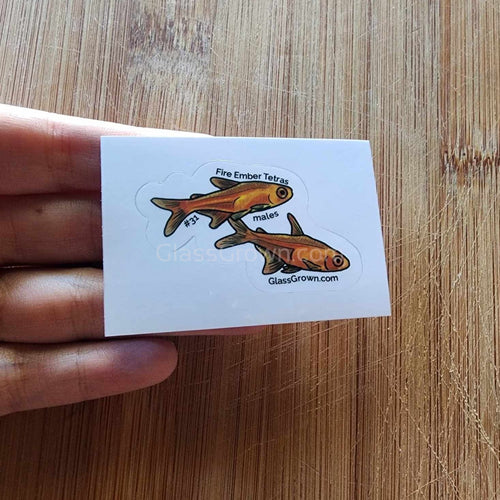 Mystery Nano Fish Stickers 5 pack