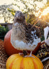 White Wing Pied hatching eggs