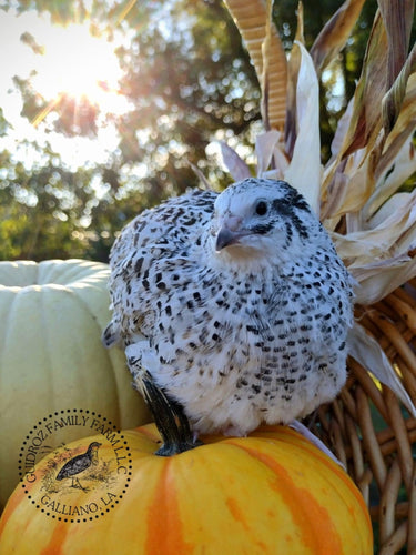 Hens Choice Special hatching eggs