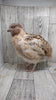 Hens Choice Special hatching eggs