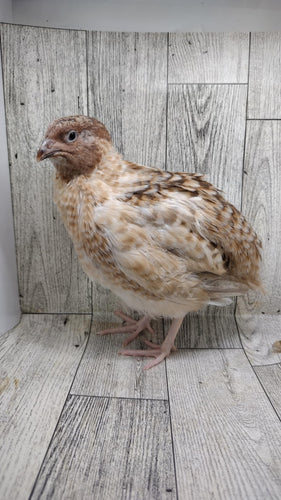 Hens Choice Special hatching eggs