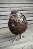 Hens Choice Special hatching eggs