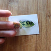 Mystery Nano Fish Stickers 5 pack