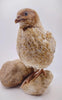 Jumbo Mix- Whites, Wild, Pearl, Pansy and Egyptian Hatching Eggs