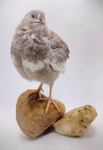 Shades of Gray Collection Hatching Eggs