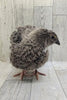 The Fee  Collection Hatching Eggs