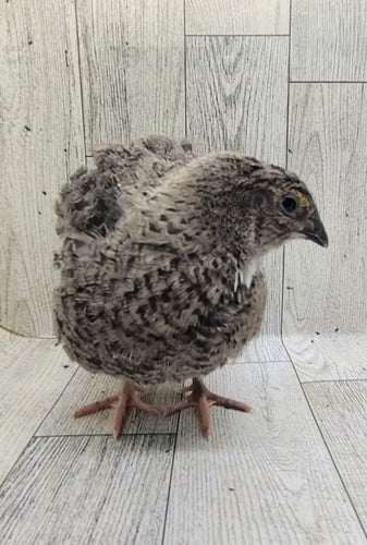 The Fee  Collection Hatching Eggs