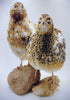 Feather Sexable Jumbo Mix- Wild, Italian and Egyptian Hatching Eggs