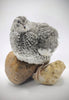 Shades of Gray Collection Hatching Eggs