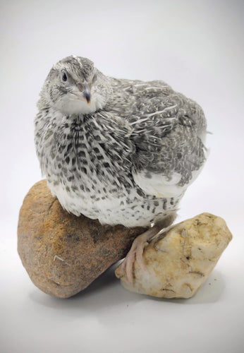 Shades of Gray Collection Hatching Eggs