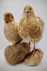 Roux Pansy hatching eggs
