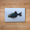 Mystery Nano Fish Stickers 5 pack
