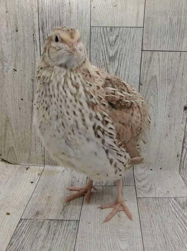 Egyptian Fee hatching eggs