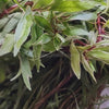 Bunch Ludwigia White