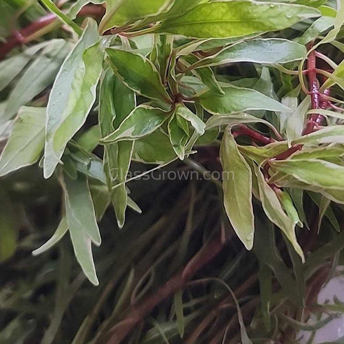Bunch Ludwigia White