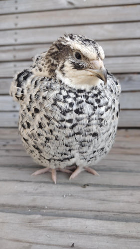 Pansy Fee hatching eggs