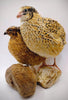 Jumbo Mix- Whites, Wild, Pearl, Pansy and Egyptian Hatching Eggs