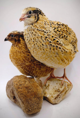 Jumbo Mix- Whites, Wild, Pearl, Pansy and Egyptian Hatching Eggs