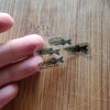 Mystery Nano Fish Stickers 5 pack
