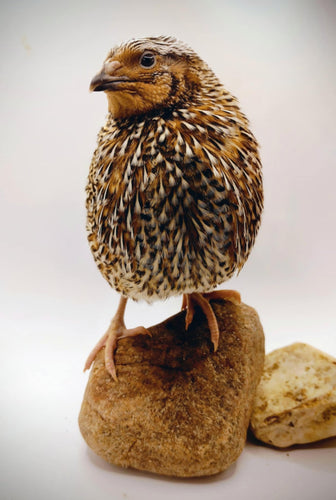 Hens Choice Special hatching eggs