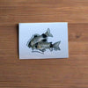 Mystery Nano Fish Stickers 5 pack