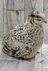 The Fee  Collection Hatching Eggs