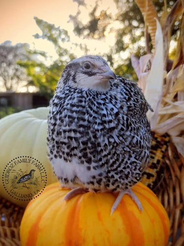 A fun mix of everything hatching eggs