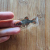 Mystery Nano Fish Stickers 5 pack
