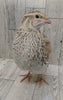 Hens Choice Special hatching eggs