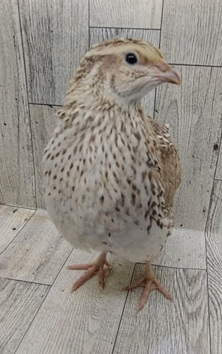 Hens Choice Special hatching eggs