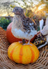 A fun mix of everything hatching eggs