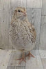 Hens Choice Special hatching eggs