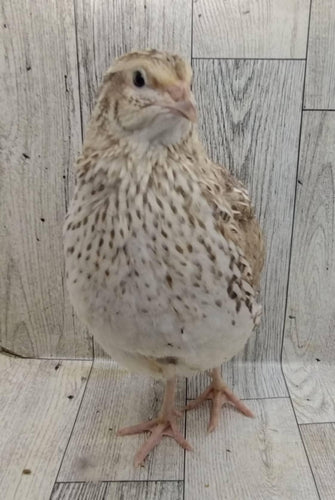 Hens Choice Special hatching eggs