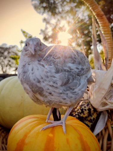 Hens Choice Special hatching eggs