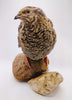 A fun mix of everything hatching eggs