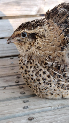 A fun mix of everything hatching eggs
