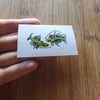 Mystery Nano Fish Stickers 5 pack