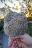 Shades of Gray Collection Hatching Eggs