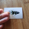 Mystery Nano Fish Stickers 5 pack