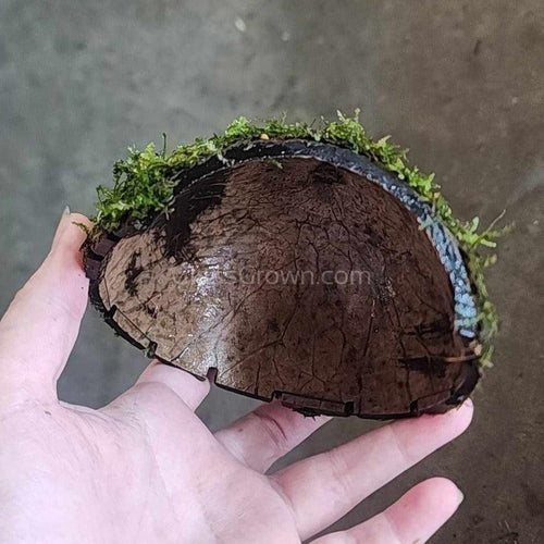 Java Moss Coconut Cave