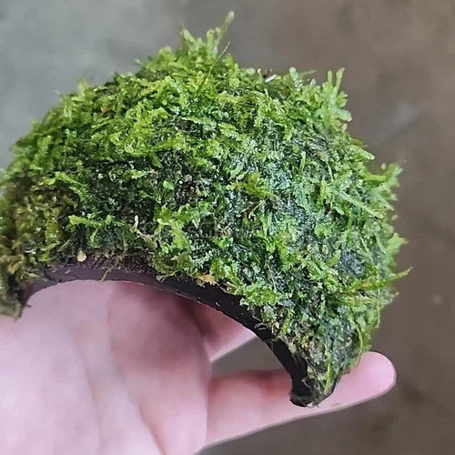 Java Moss Coconut Cave