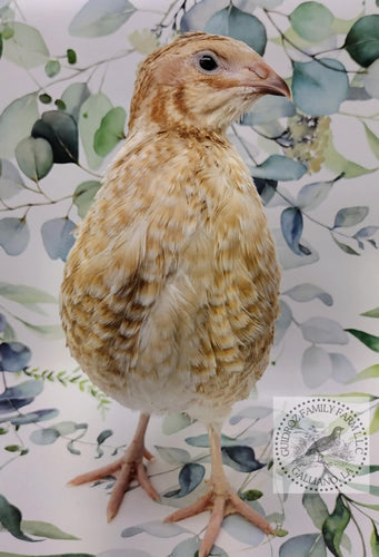Pansy Collection Hatching Eggs