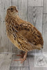 Jumbo Egyptian Hatching Eggs