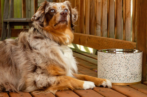 Terrazzo Modern Elevated Dog Bowl