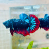 Plakat Avatar Nebula - Male Betta